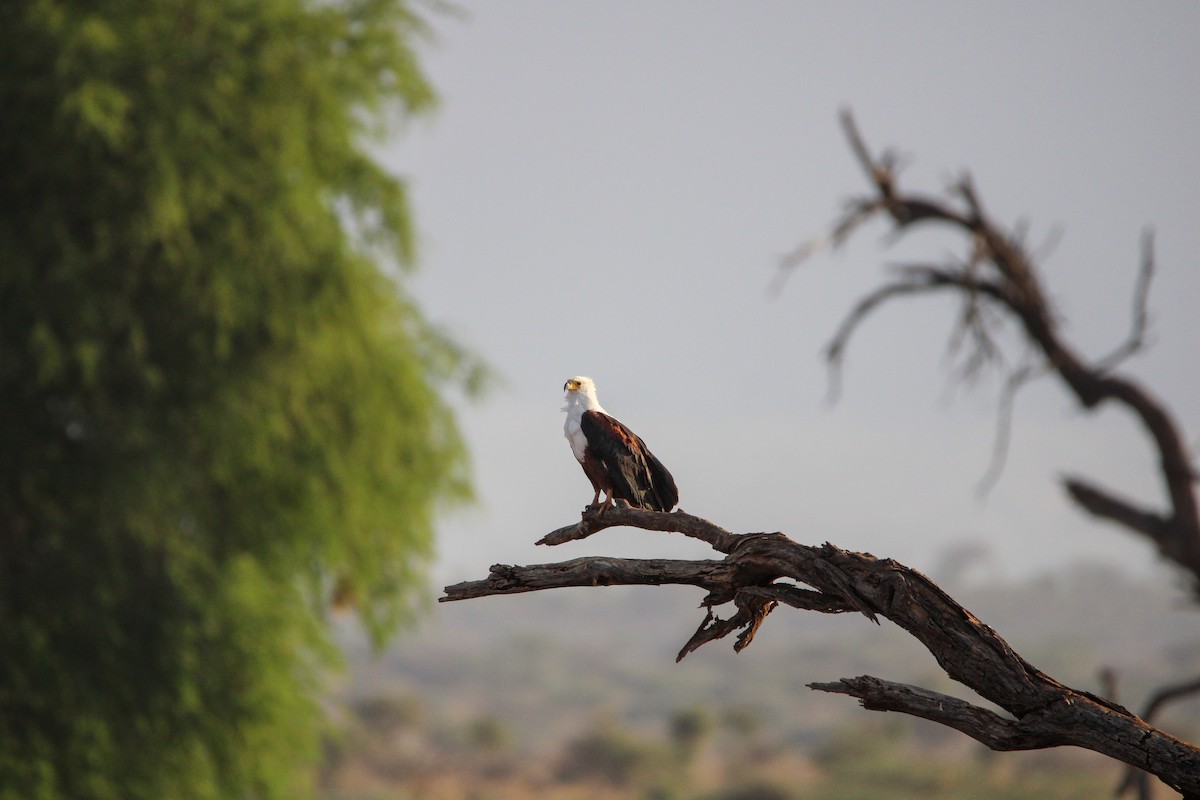African Fish-Eagle - ML642745263