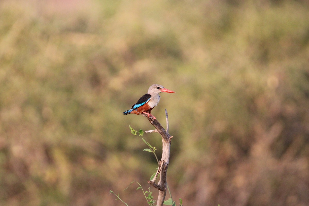 Gray-headed Kingfisher - ML642745266