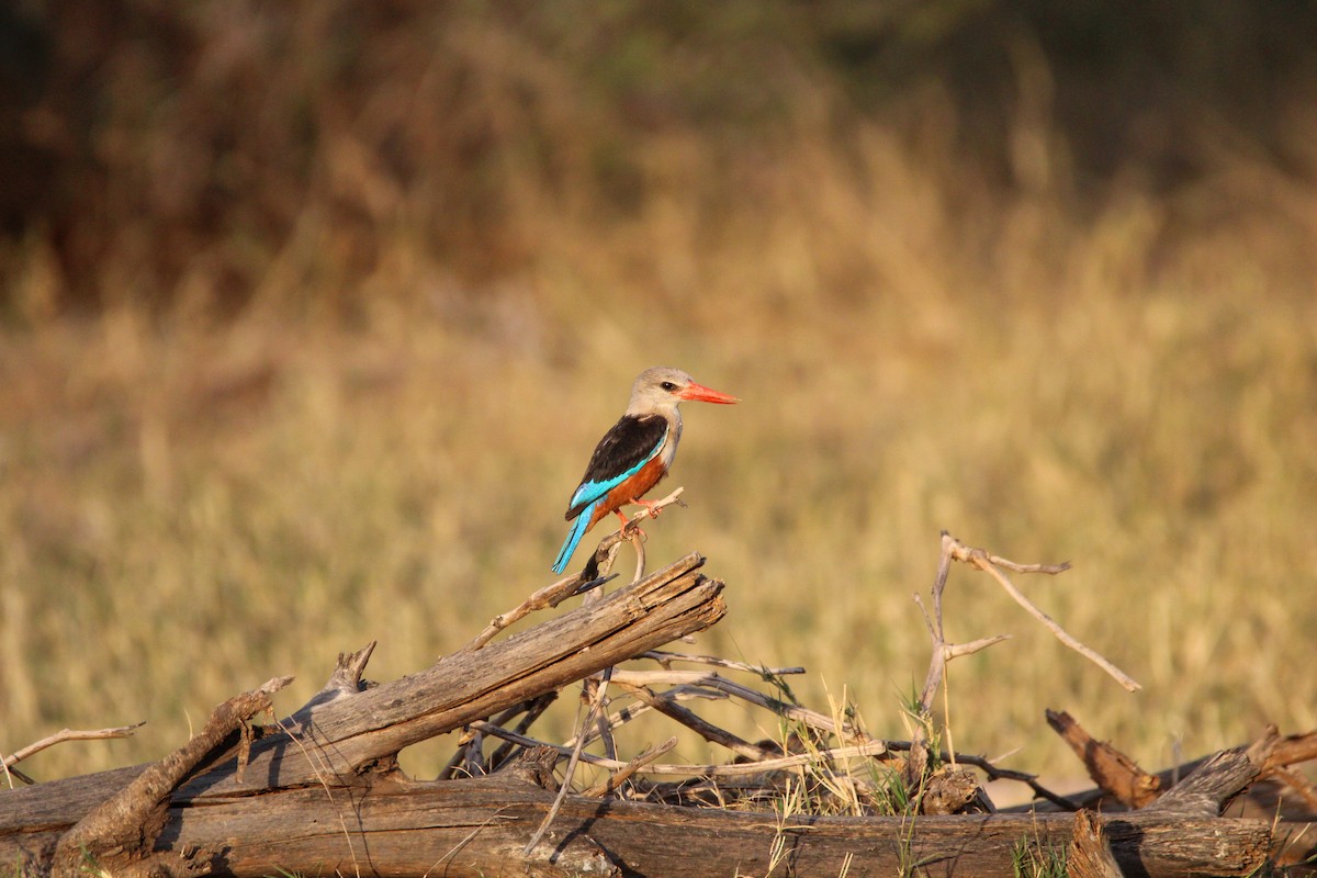 Gray-headed Kingfisher - ML642745267