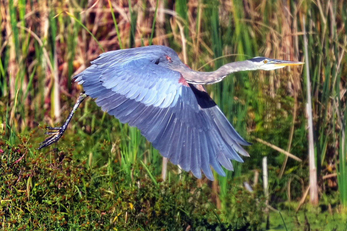 Great Blue Heron - ML642745322