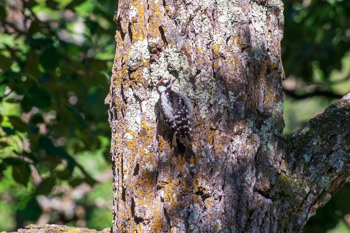 Downy Woodpecker - ML642745331