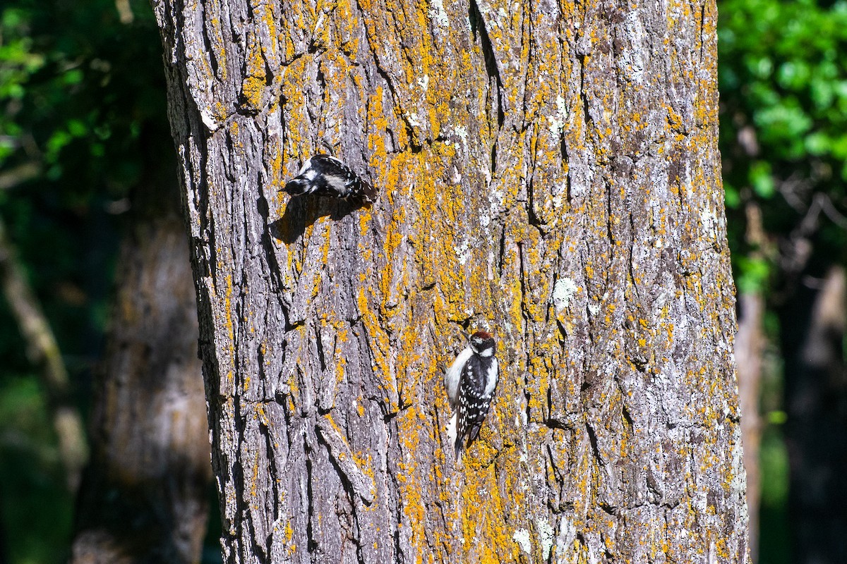 Downy Woodpecker - ML642745333