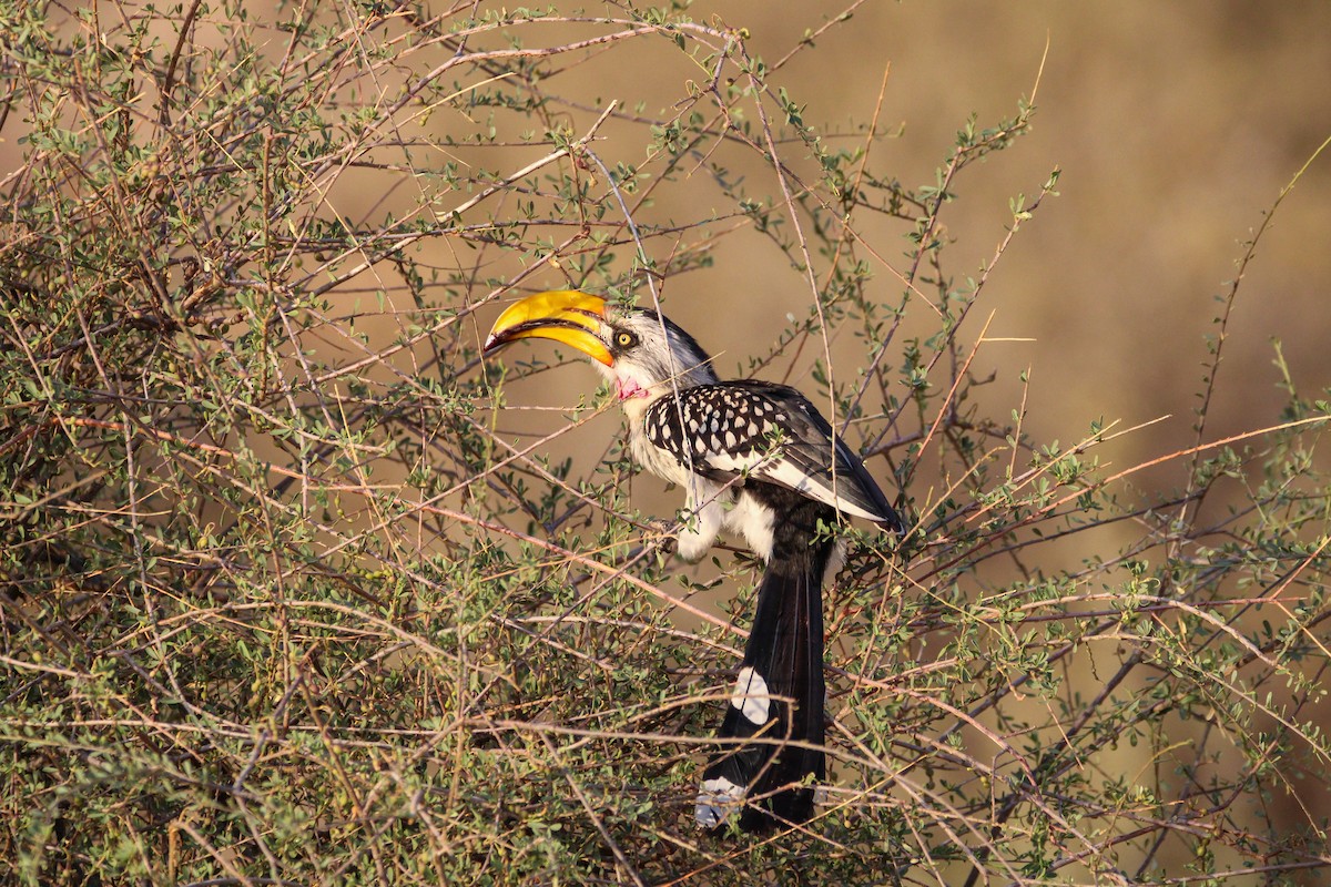Eastern Yellow-billed Hornbill - ML642745344