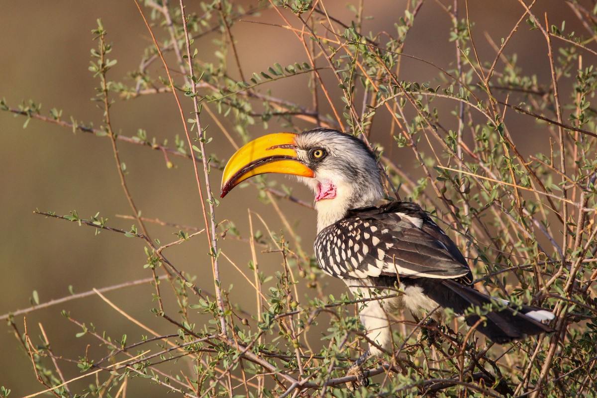 Eastern Yellow-billed Hornbill - ML642745345
