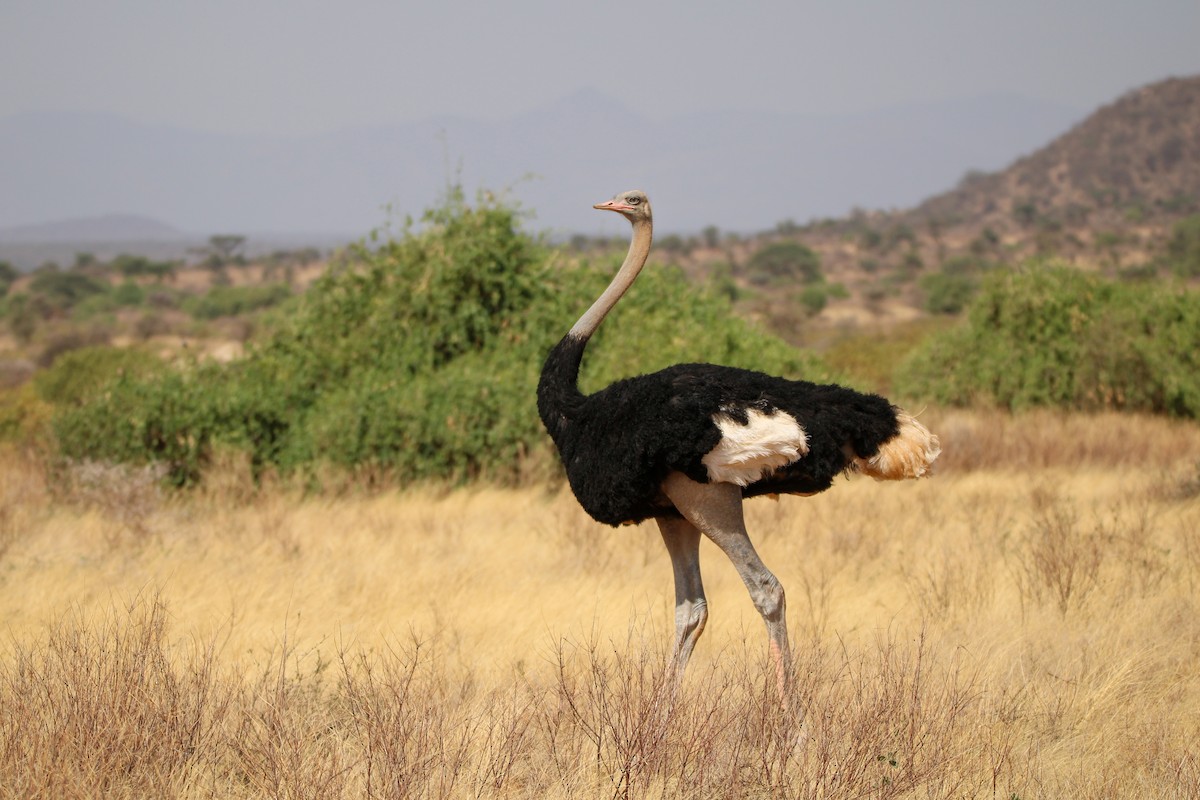 Somali Ostrich - ML642745368
