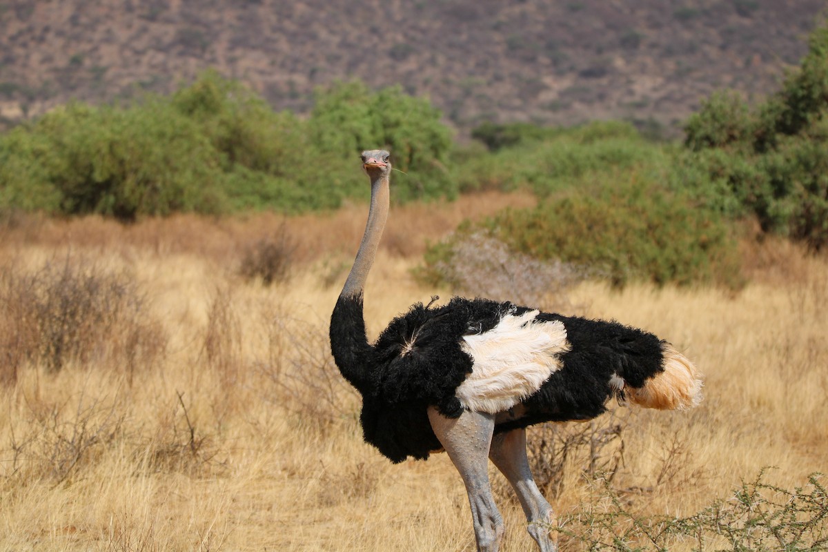 Somali Ostrich - ML642745369