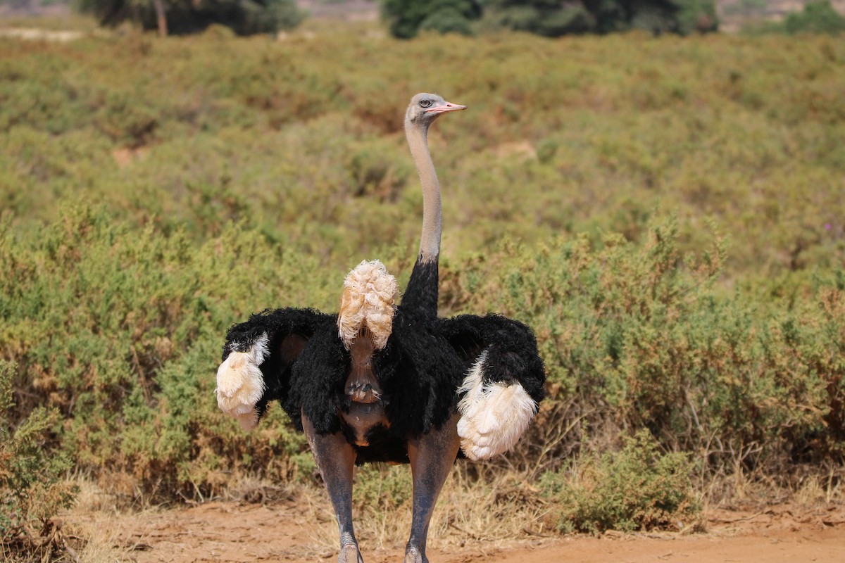 Somali Ostrich - ML642745370