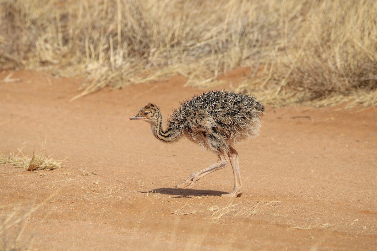 Somali Ostrich - ML642745371