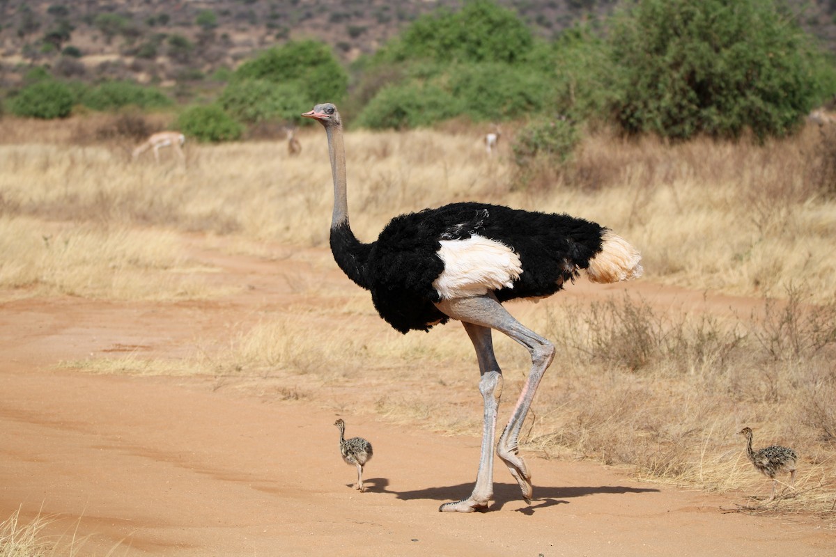 Somali Ostrich - ML642745372