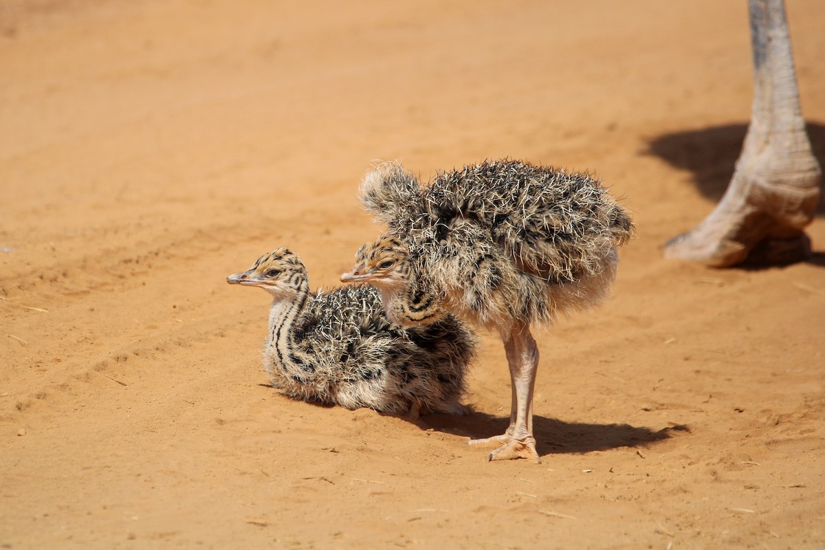 Somali Ostrich - ML642745373