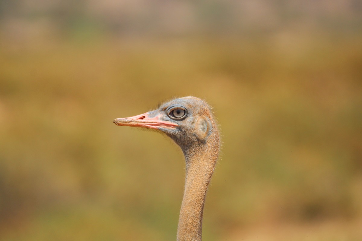 Somali Ostrich - ML642745374