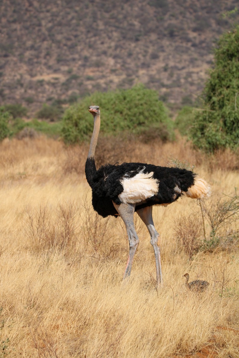 Somali Ostrich - ML642745375