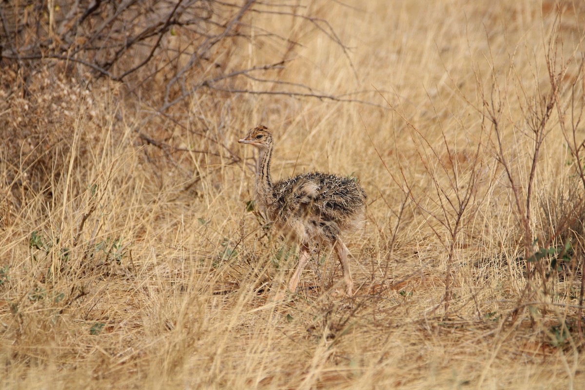 Somali Ostrich - ML642745376