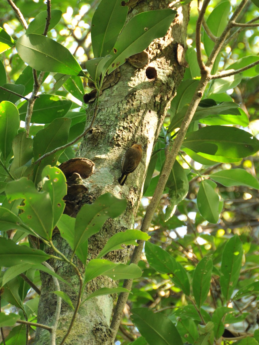 Ochre-collared Piculet - ML642745385