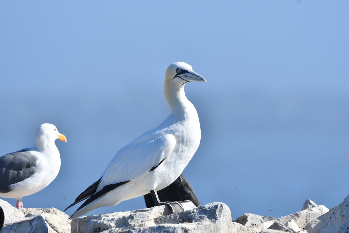 Northern Gannet - ML642745389
