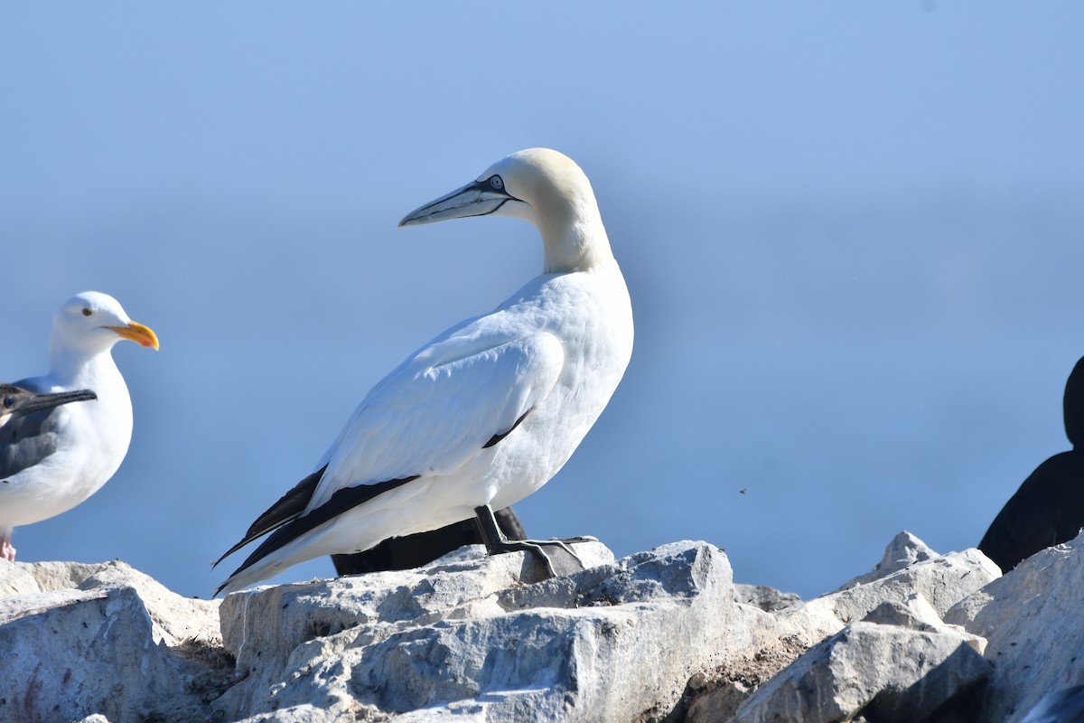 Northern Gannet - ML642745390