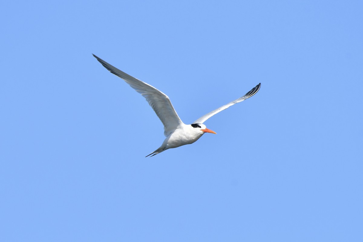 Elegant Tern - ML642745399