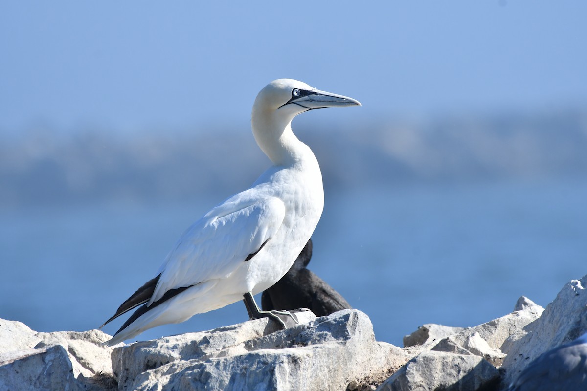 Northern Gannet - ML642745409