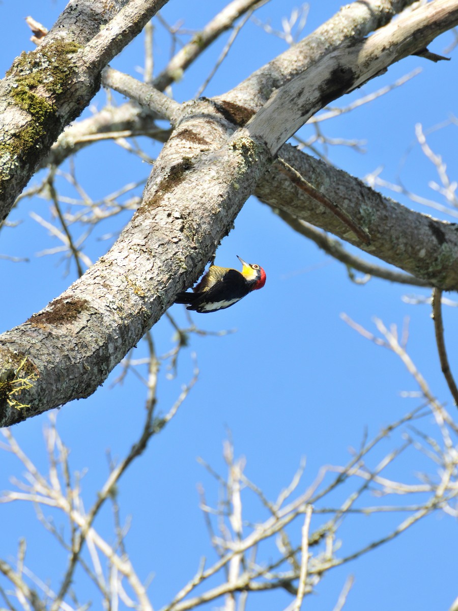 Yellow-fronted Woodpecker - ML642745411
