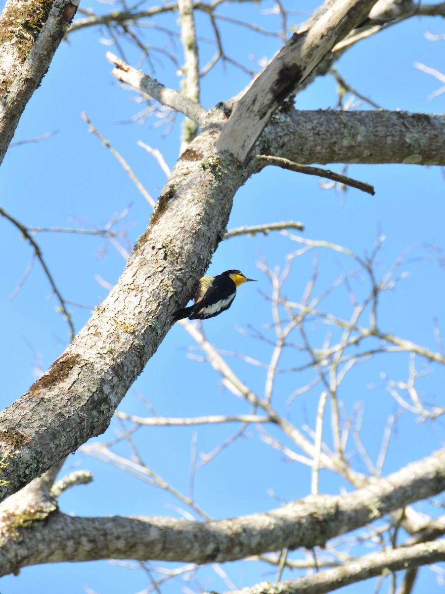 Yellow-fronted Woodpecker - ML642745412