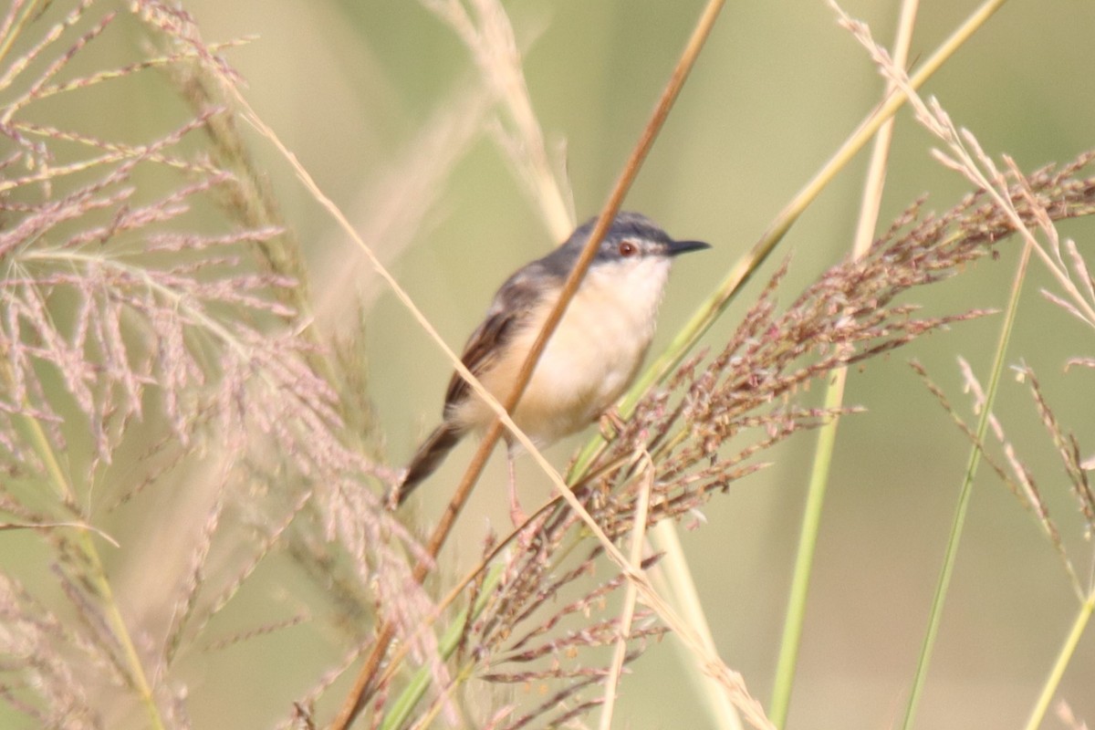 Ashy Prinia - ML642745418