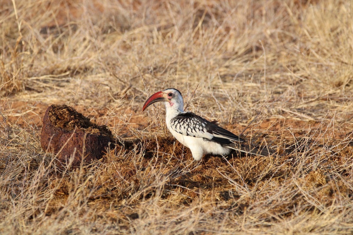 Northern Red-billed Hornbill - ML642745424