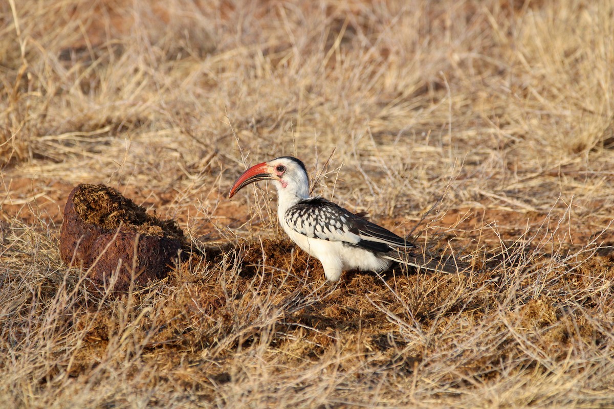 Northern Red-billed Hornbill - ML642745425