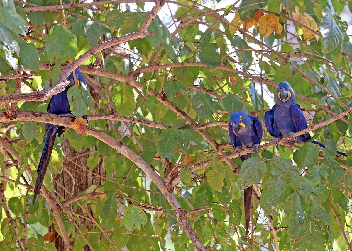Hyacinth Macaw - ML642745428