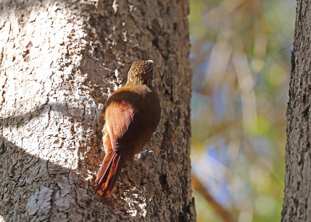 Straight-billed Woodcreeper - ML642745433