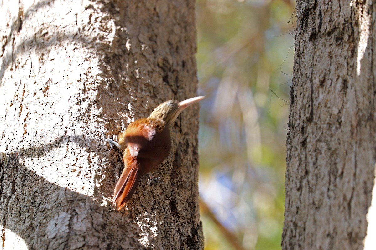 Straight-billed Woodcreeper - ML642745434