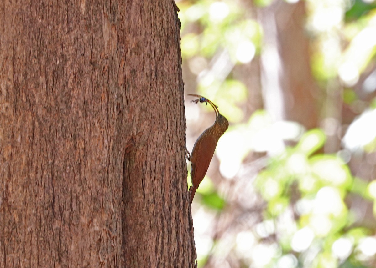 Red-billed Scythebill - ML642745437
