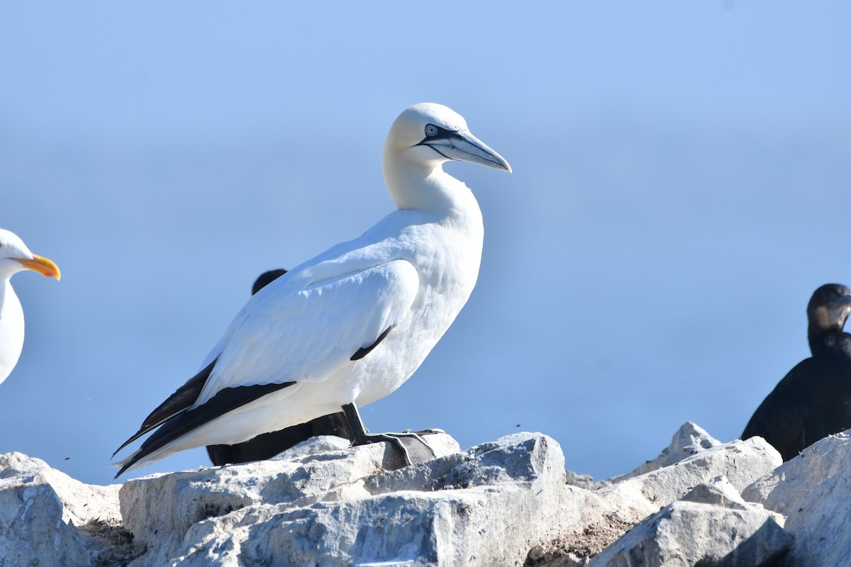 Northern Gannet - ML642745440