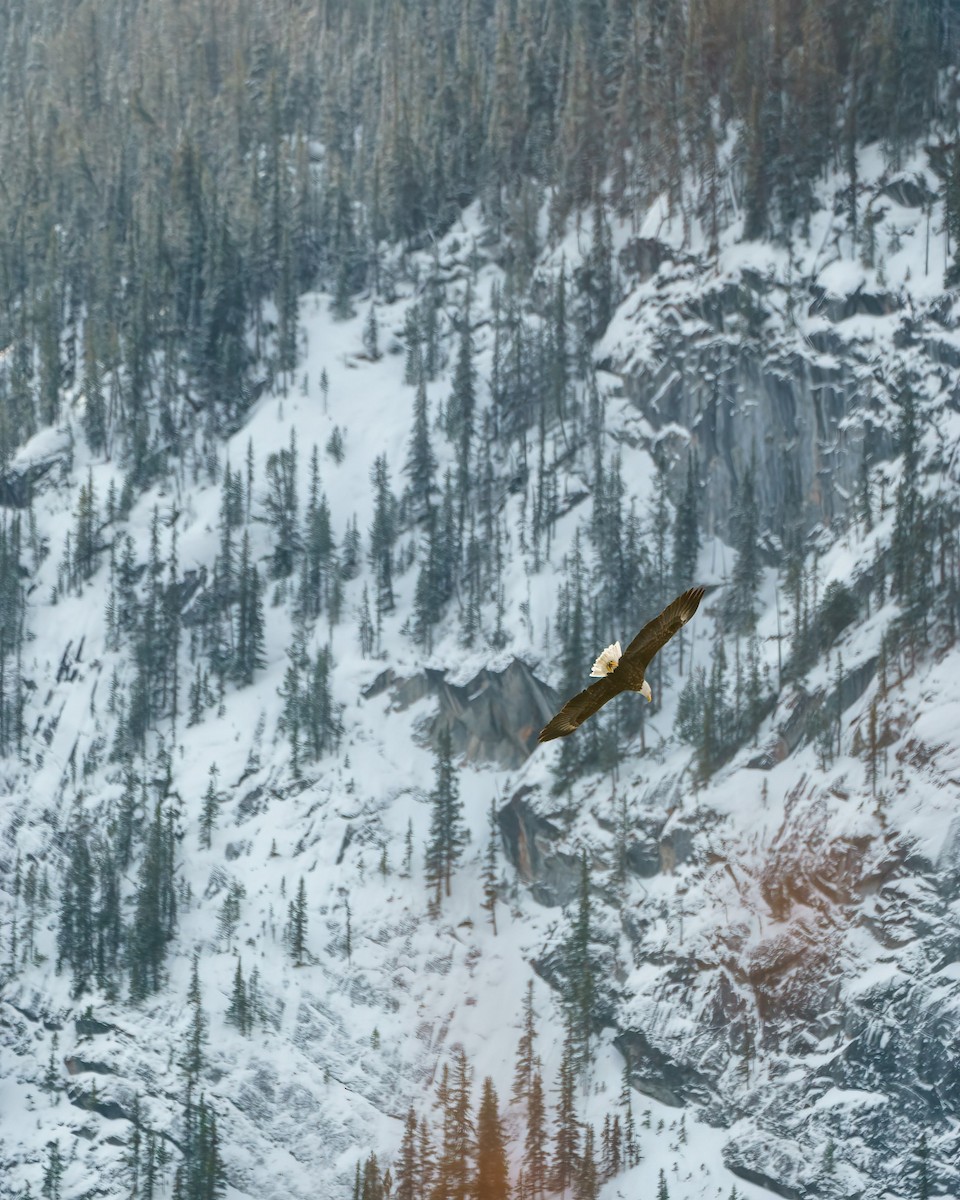 Bald Eagle - ML642745449