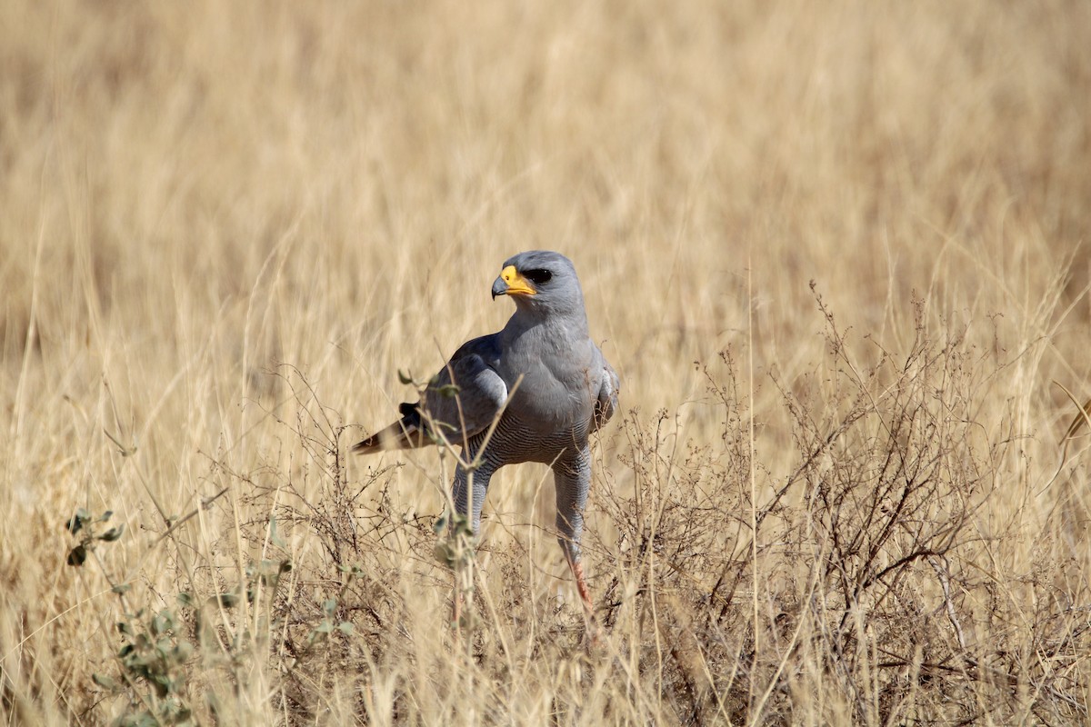 Eastern Chanting-Goshawk - ML642745462