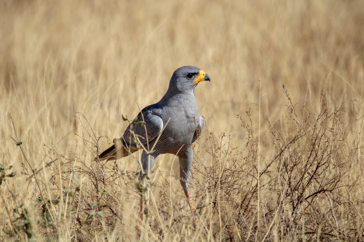 Eastern Chanting-Goshawk - ML642745463