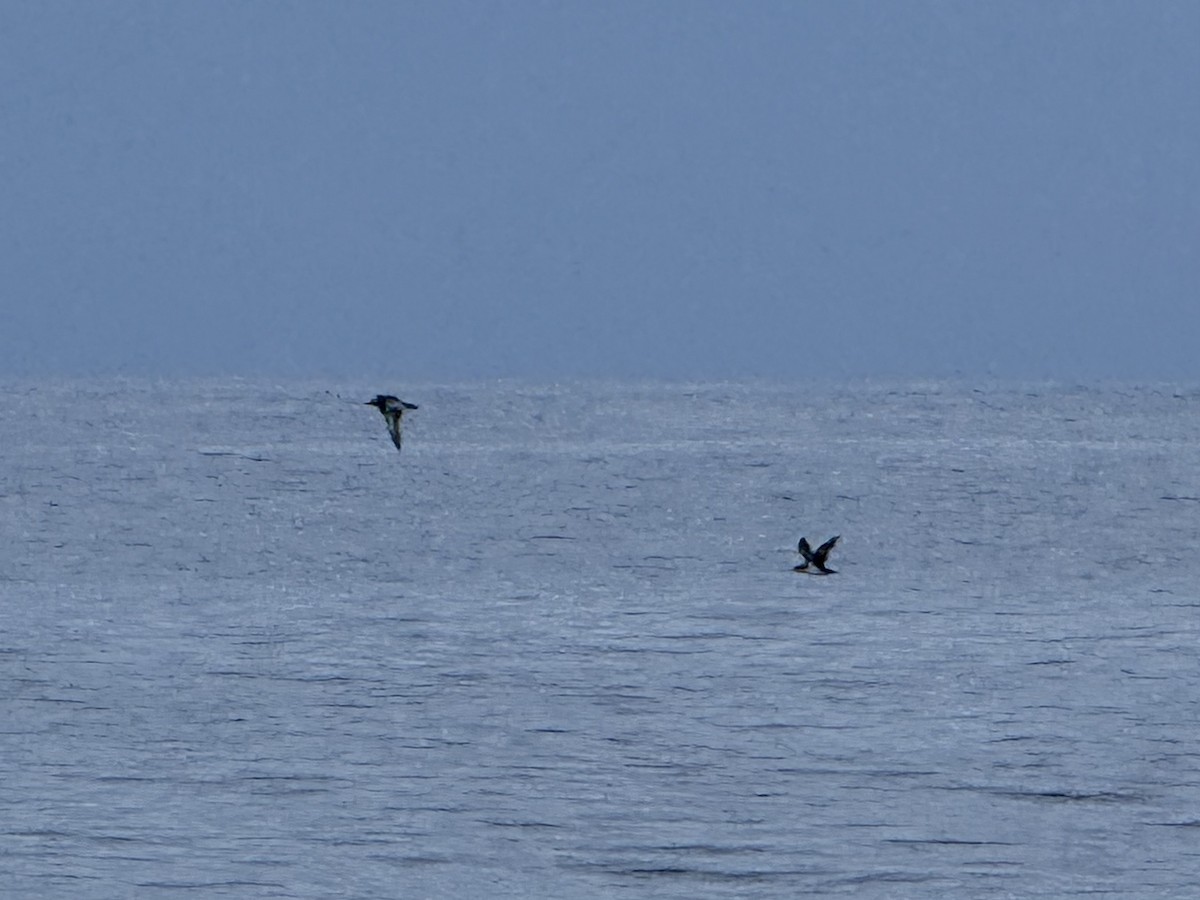 Black-vented Shearwater - ML642745466
