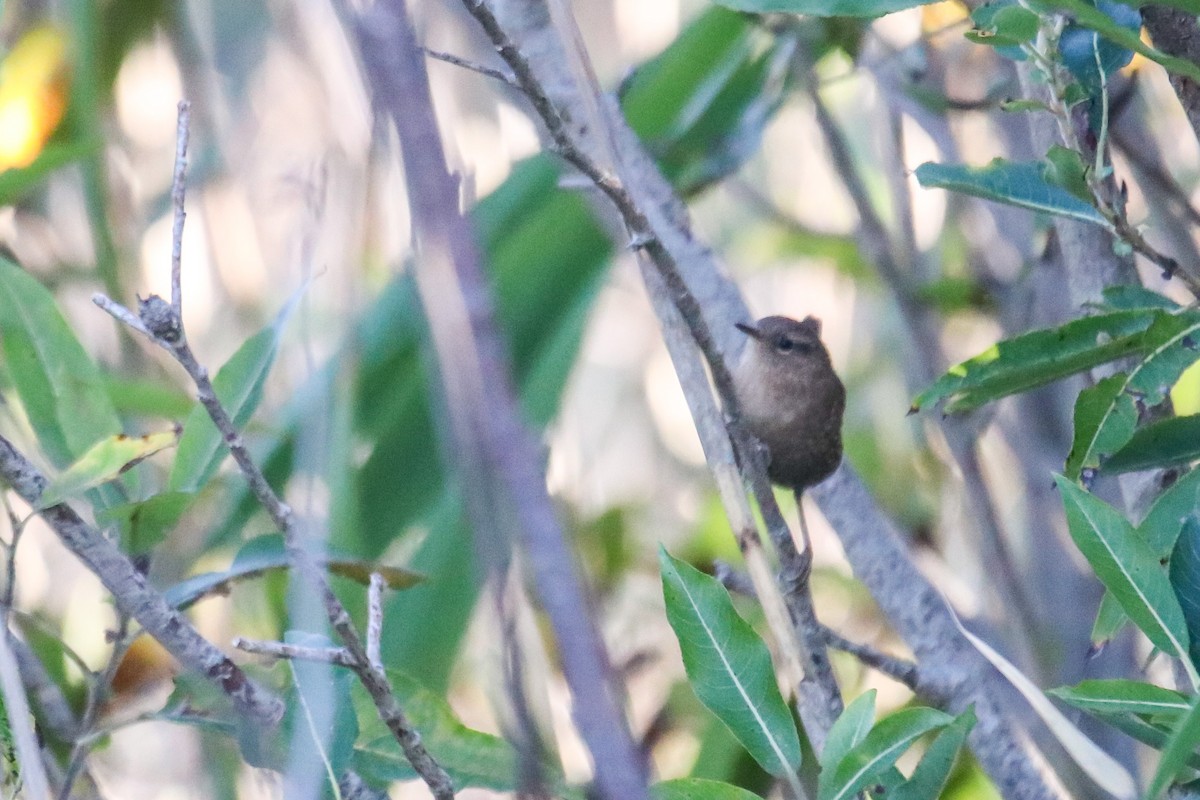 Winter Wren - ML642745468