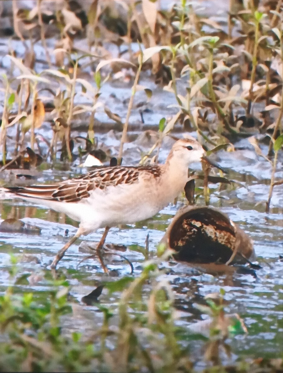 jespák bojovný - ML642745474