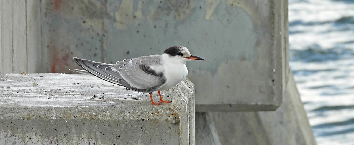 Sterna comune - ML642745479