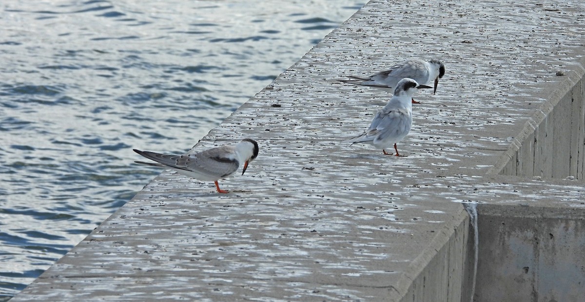 Sterna comune - ML642745480