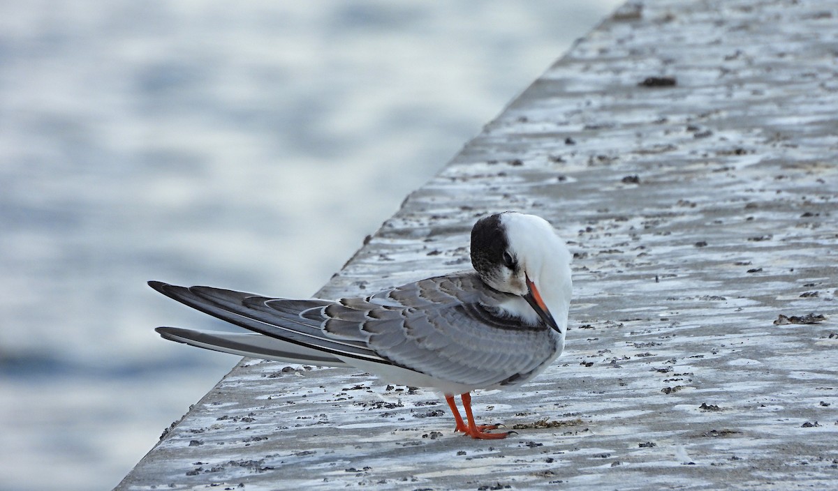 Sterna comune - ML642745481