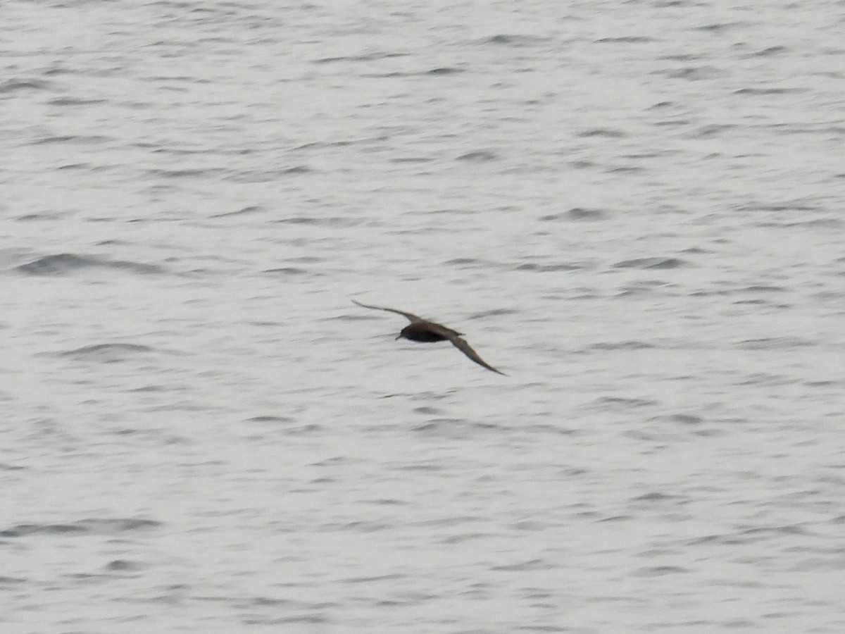 Sooty Shearwater - ML642745495