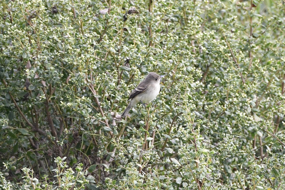 Willow Flycatcher - ML642745501