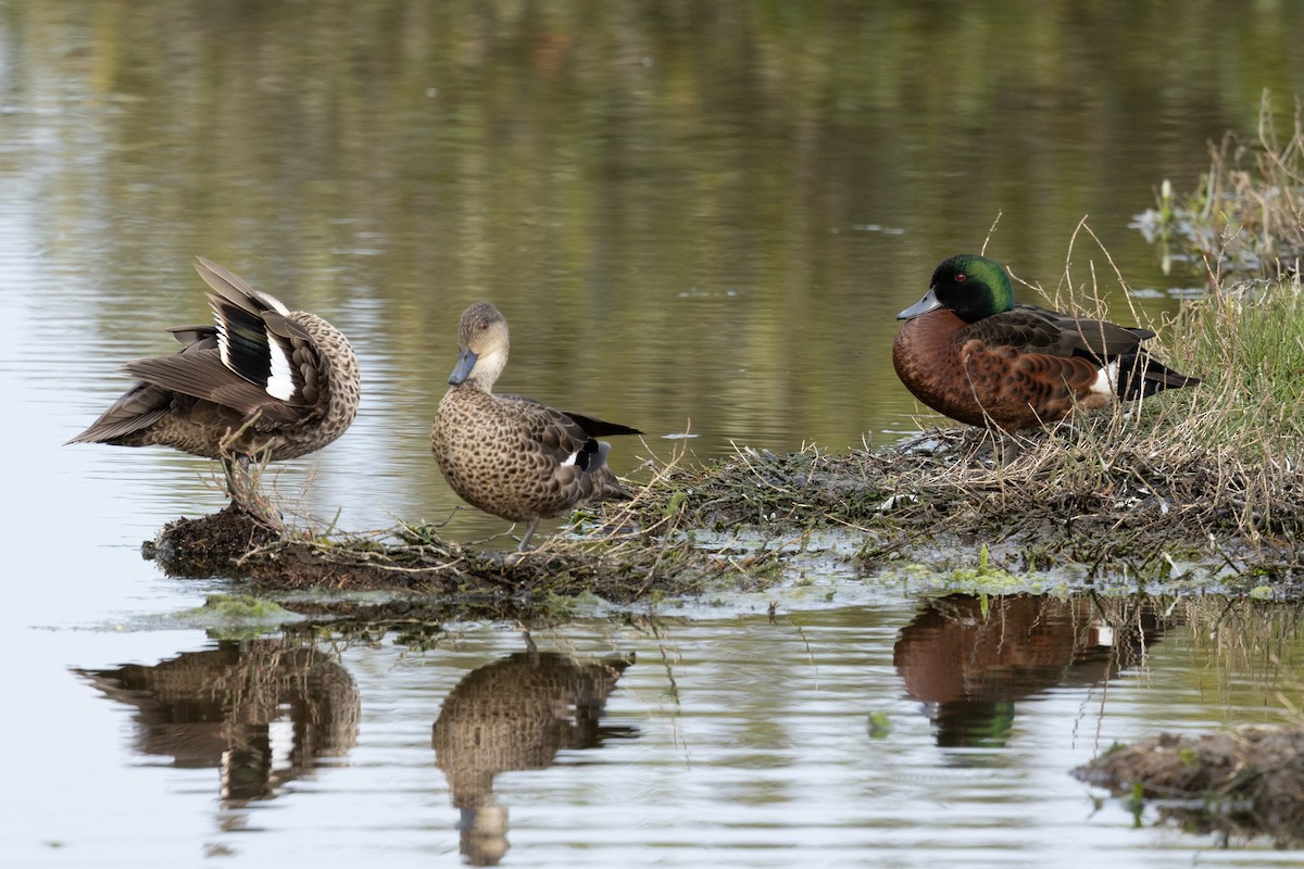 Chestnut Teal - ML642745502