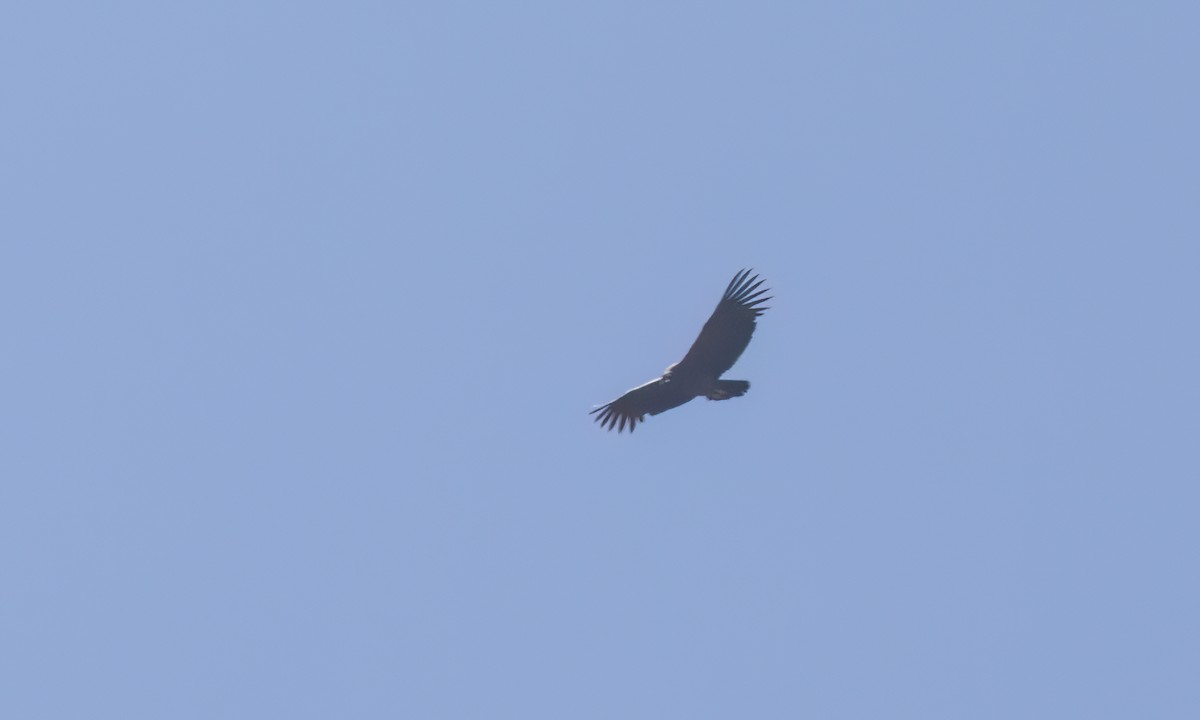 コンドル - ML642745506