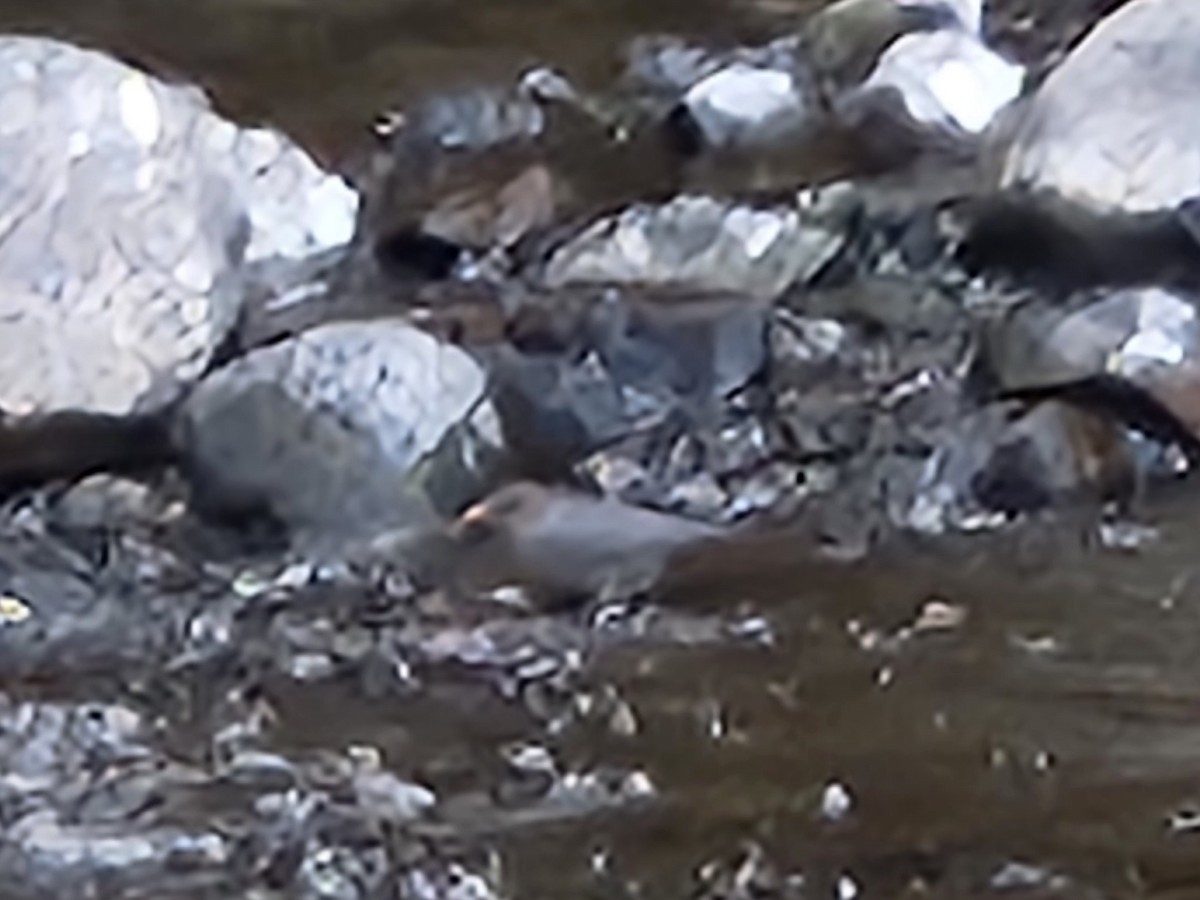American Dipper - ML642745520