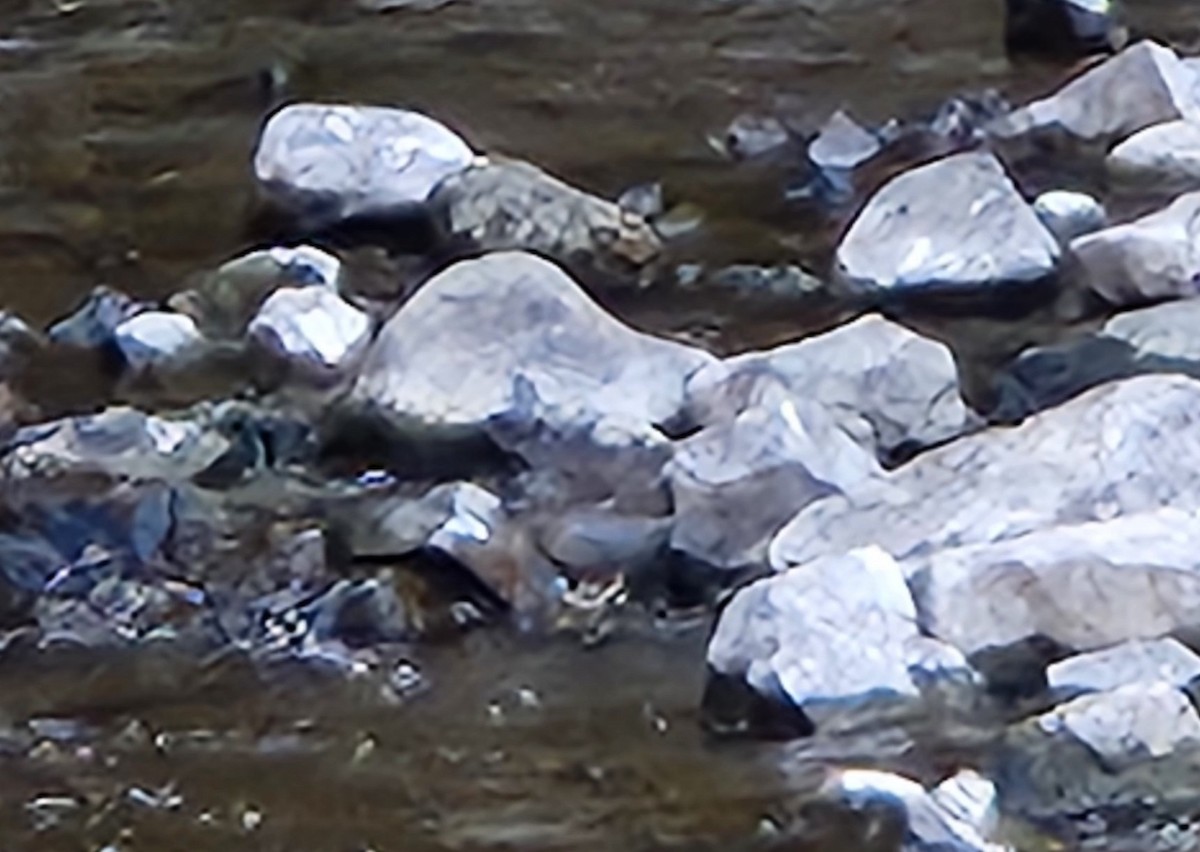 American Dipper - ML642745524