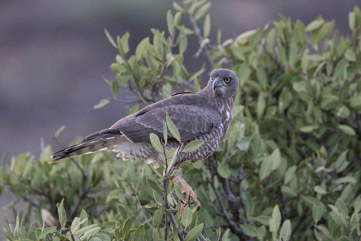 Eastern Chanting-Goshawk - ML642745527