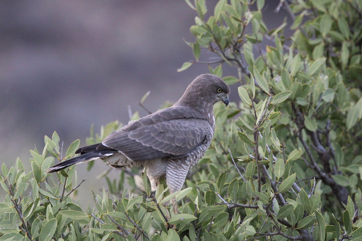 Eastern Chanting-Goshawk - ML642745528