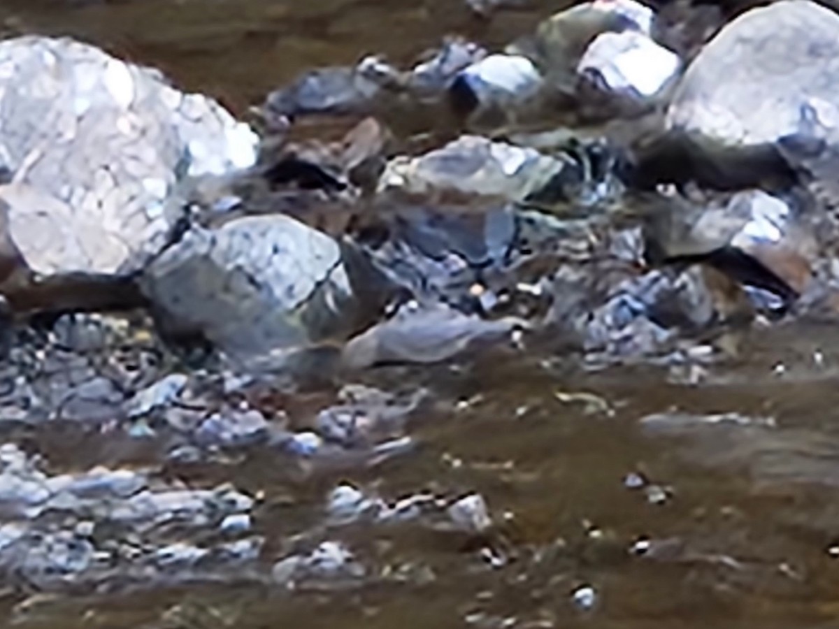 American Dipper - ML642745530